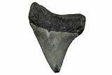 Serrated, Juvenile Megalodon Tooth - South Carolina #353293-1